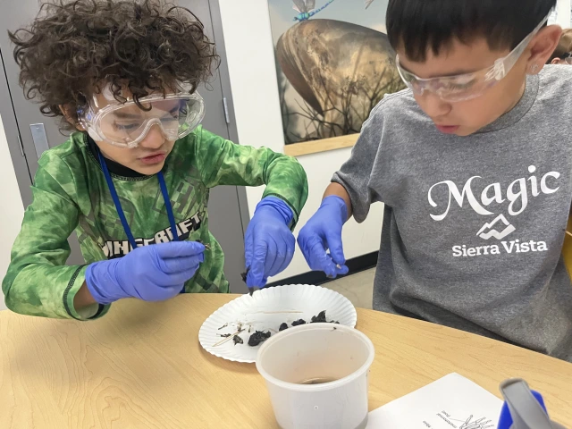 Two boys dissect an owl pellet