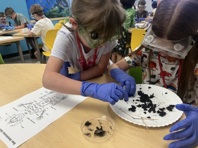 Two girls dissect an owl pellet