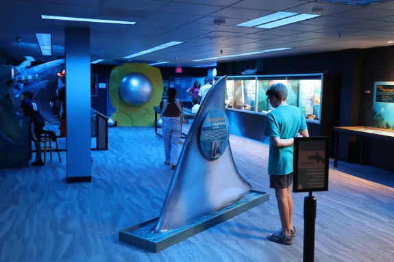 Sharks Mysterious and Misunderstood exhibit at flandrau