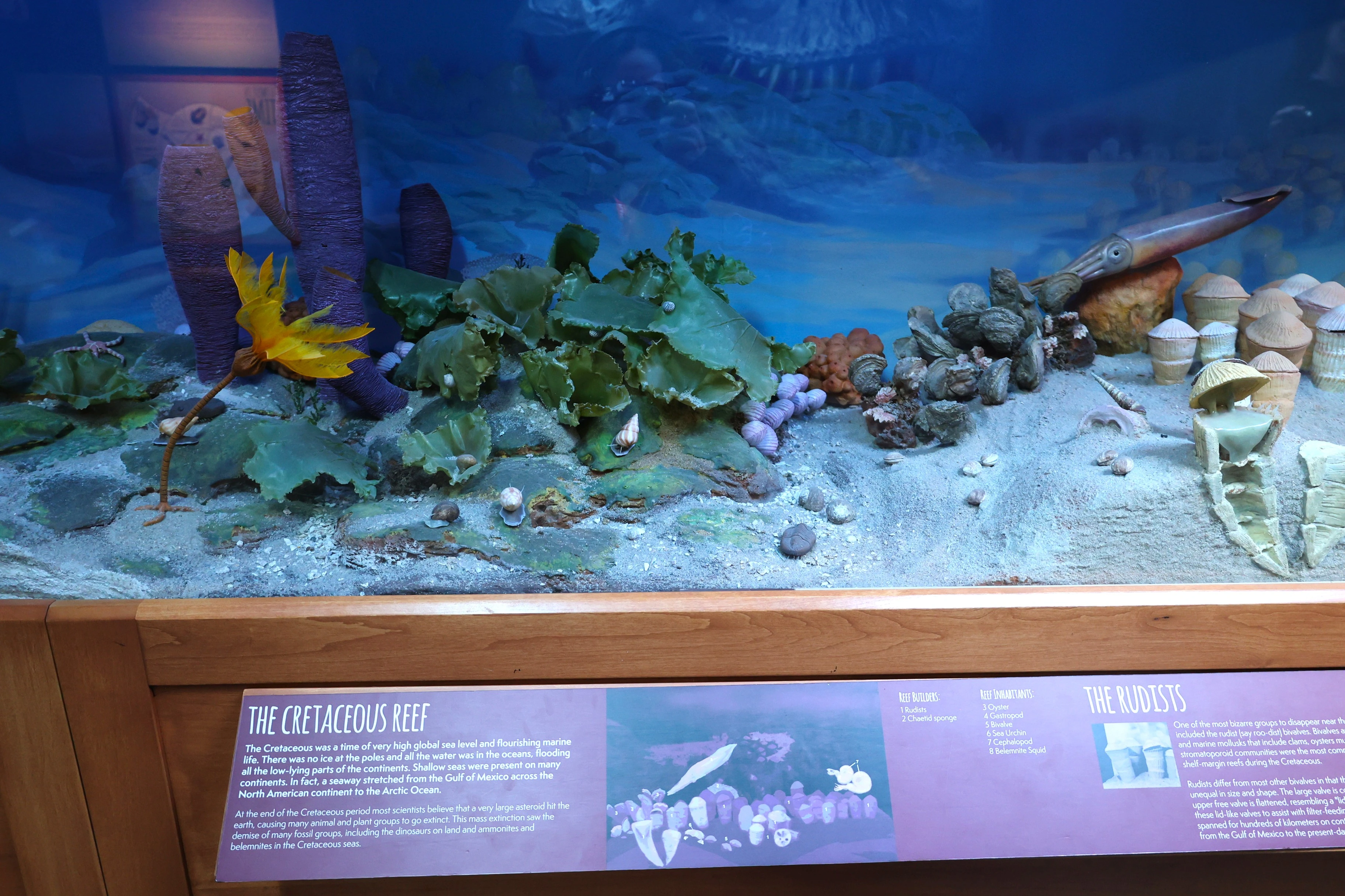 fossil corner reef 3